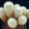 Escobaria_rigida